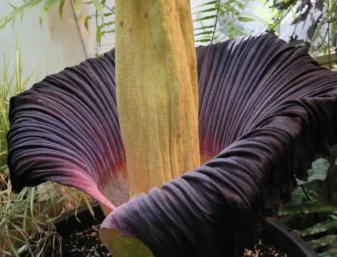 Dziwidło olbrzymie w Ogrodzie Botanicznym UW