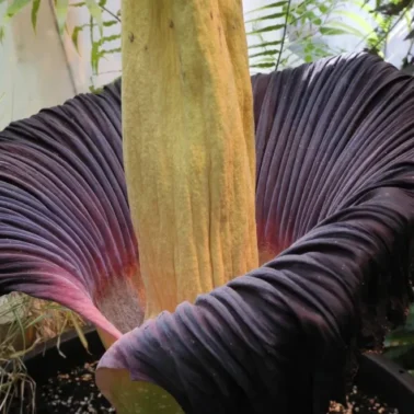 Dziwidło olbrzymie w Ogrodzie Botanicznym UW