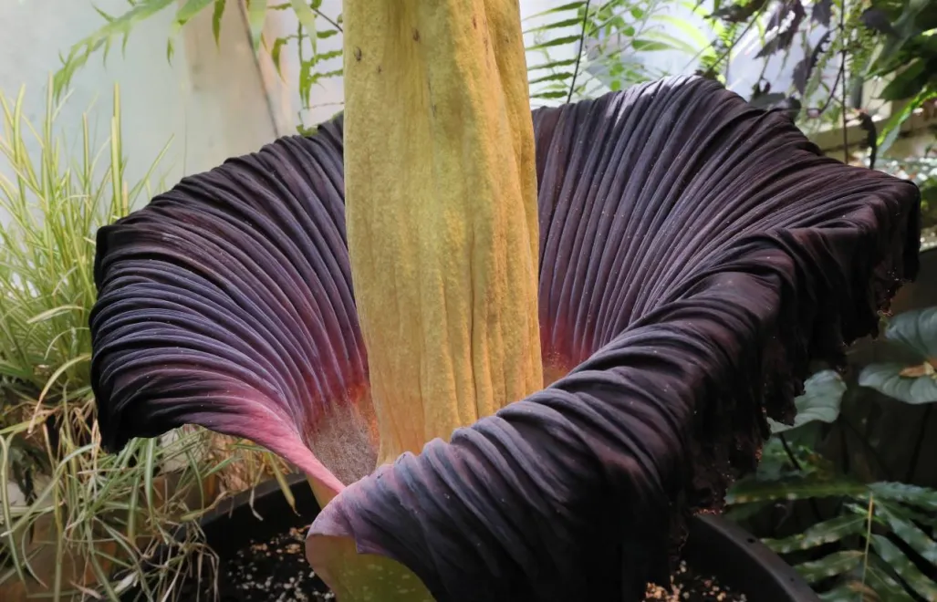 Dziwidło olbrzymie w Ogrodzie Botanicznym UW